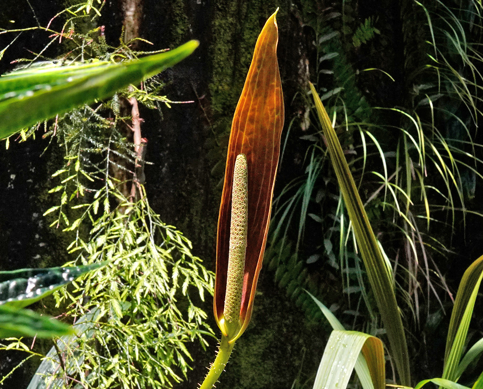 Inflorescence of Cyrtosperma macrotum showing a tall cylindrical spadix enclosed by a reddish-brown spathe in a tropical forest setting
