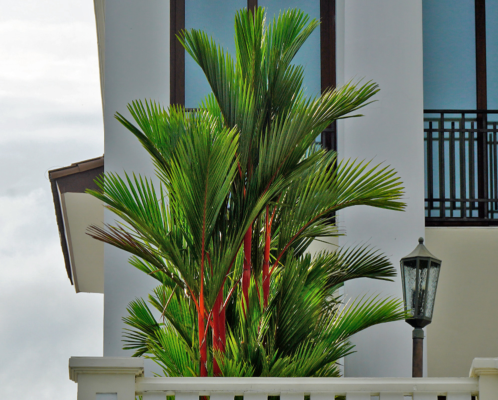 A vibrant clump of Cyrtostachys renda, also known as the lipstick palm, displaying striking red crownshafts and feather-like green fronds against a white modern building