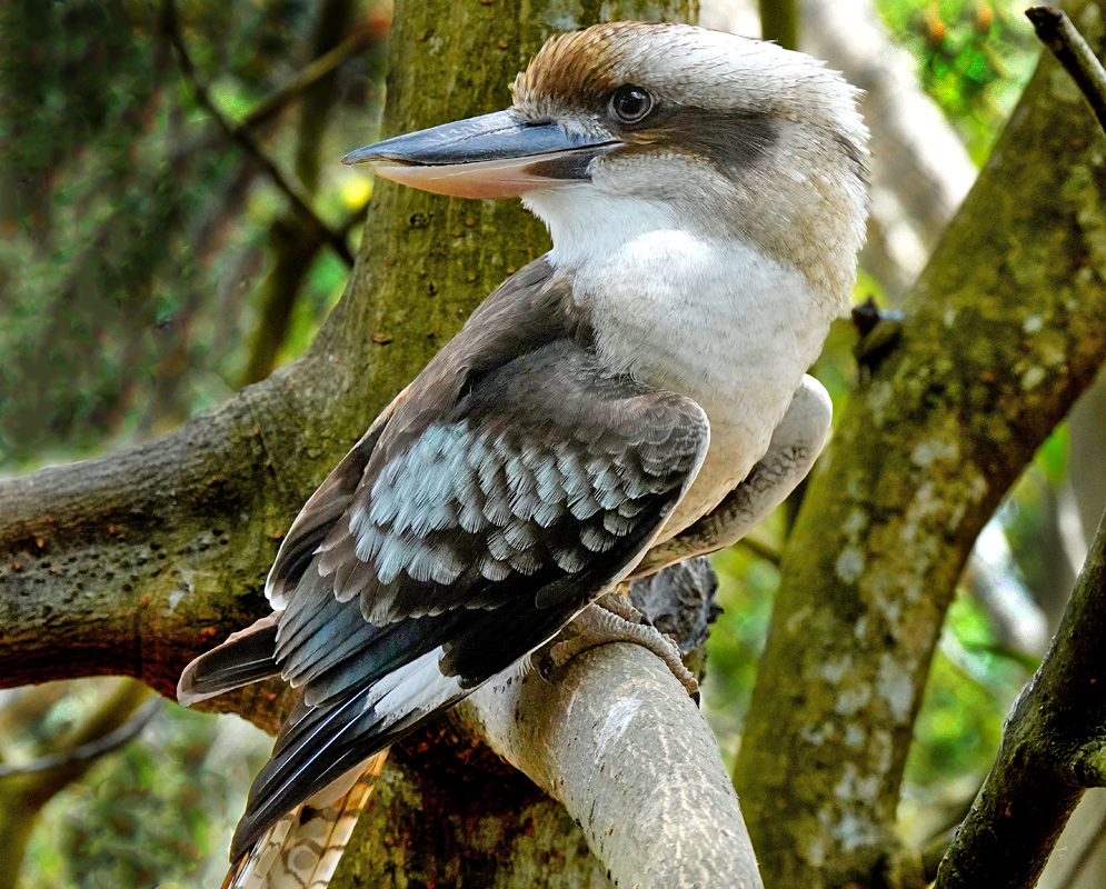 Full body View of Laughing Kookaburra Full body view of Laughing Kookaburra on a branch with its head turned, displaying its blue, brown, and cream feathers