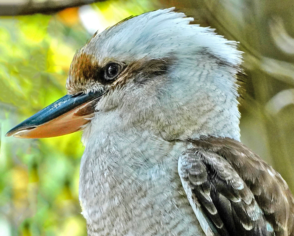 Laughing Kookaburra Close-up of Laughing Kookaburra’s head and beak, with ruffled grayish crown and sharp gaze