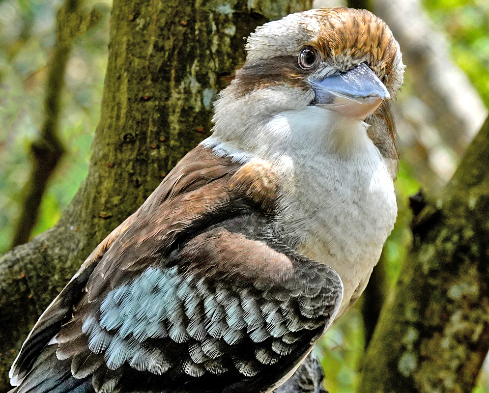 Laughing Kookaburra Laughing Kookaburra perched against tree trunks, showing its cream chest, brown wings, and pale blue feathers
