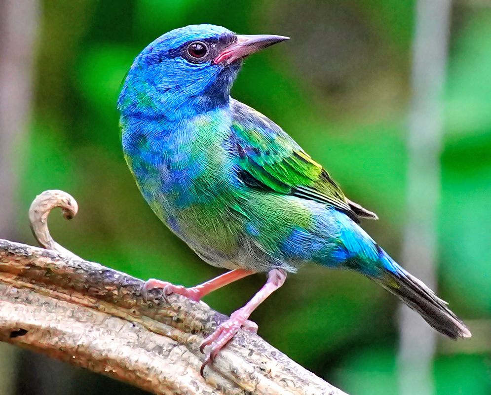 Dacnis cayana Colorful Songbird Side profile of a small bird with a turquoise-blue head, green wings, and slender beak perched on a curved vine