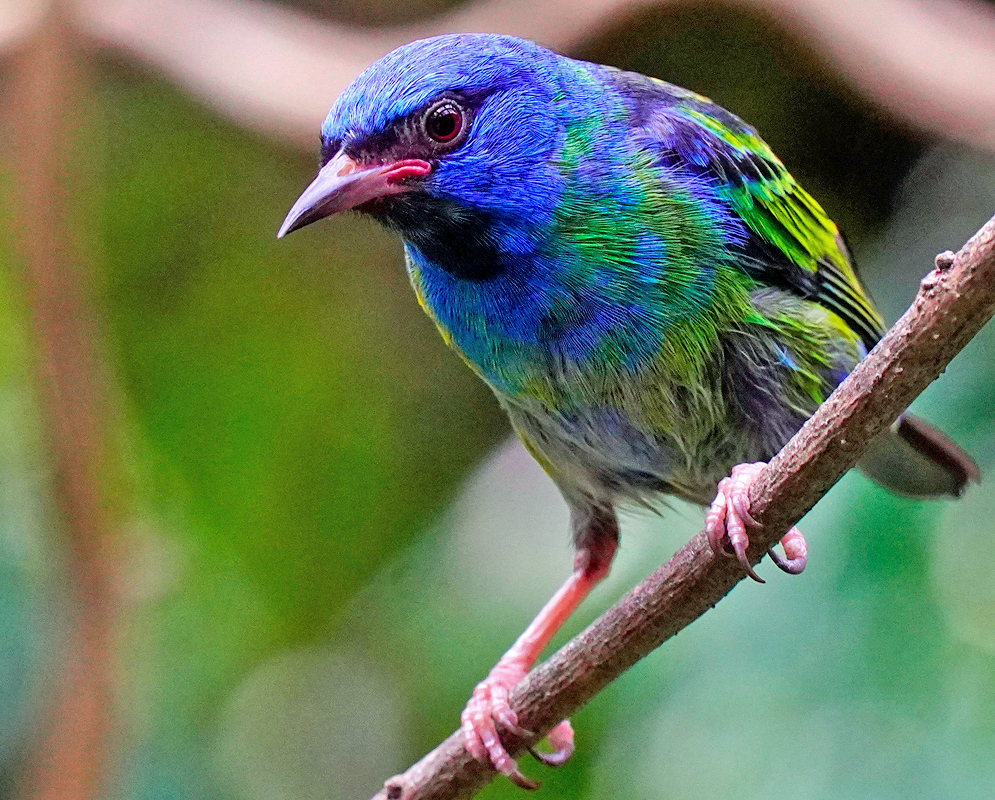 Dacnis cayana Male Bird Brightly colored bird with iridescent blue head, green back, and red legs perched on a narrow diagonal branch