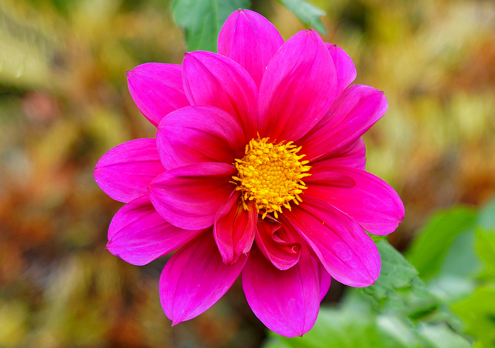 Cream and pink colored Dahlia pinnata flower with a yellow center