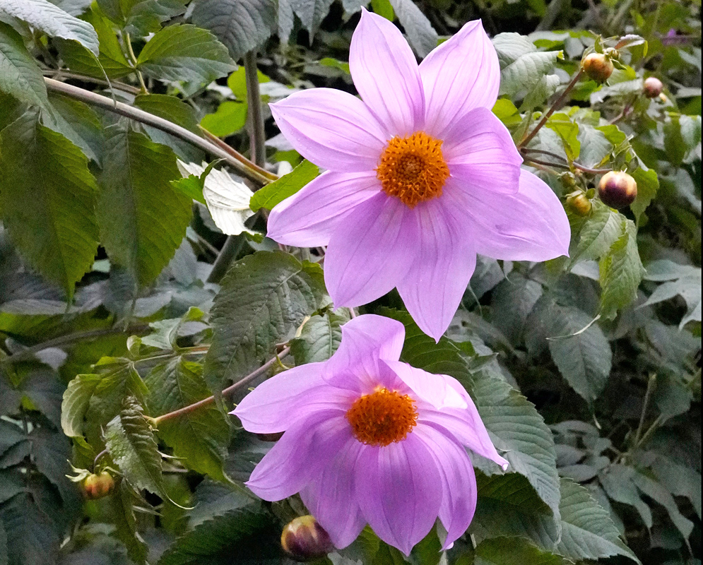 Two lavender-pink Dahlia imperialis flowers with golden yellow centers blooming above dark green leaves