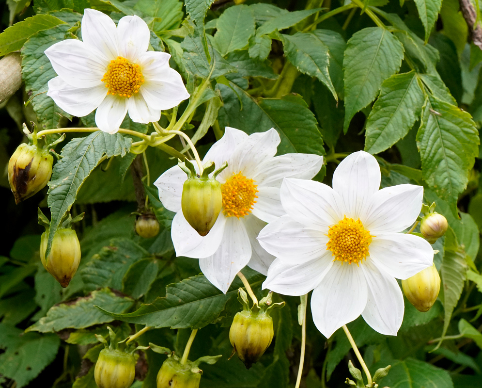 Large white Dahlia imperialis flowers with yellow centers blooming on tall stems surrounded by green foliage