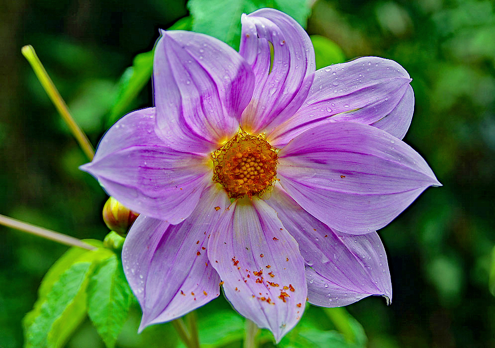 A Dahli imperialis flower rain wet with the yellow stamens falling on top of the purple petals