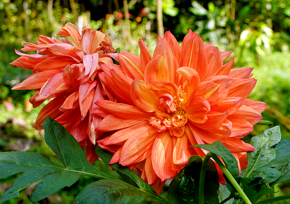 Orange Dahlia pinnata flower in sunlight