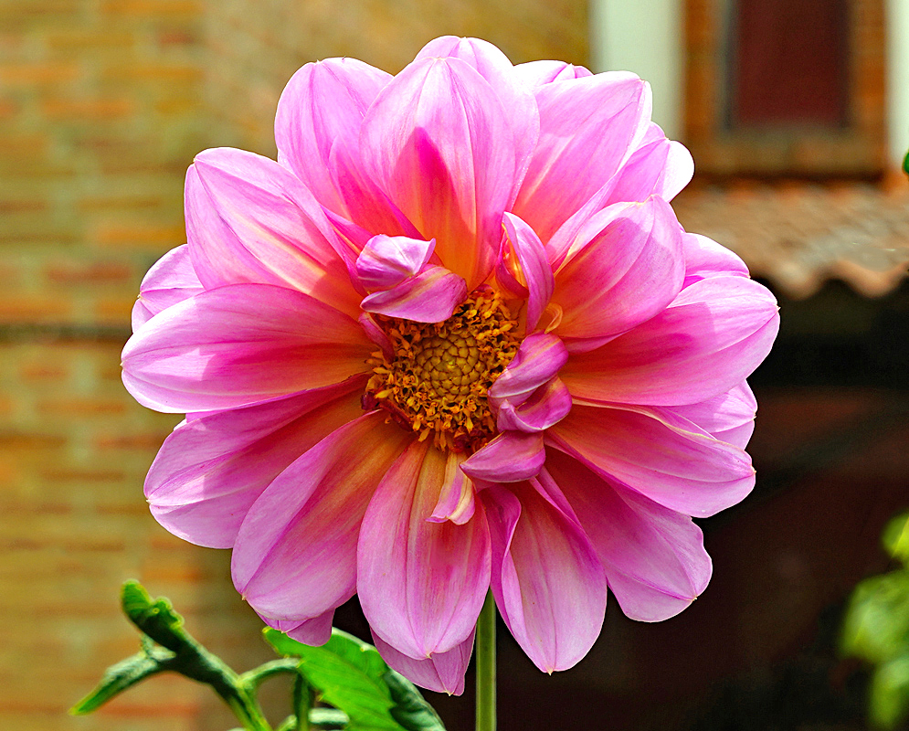 Pink Dahlia pinnata flower