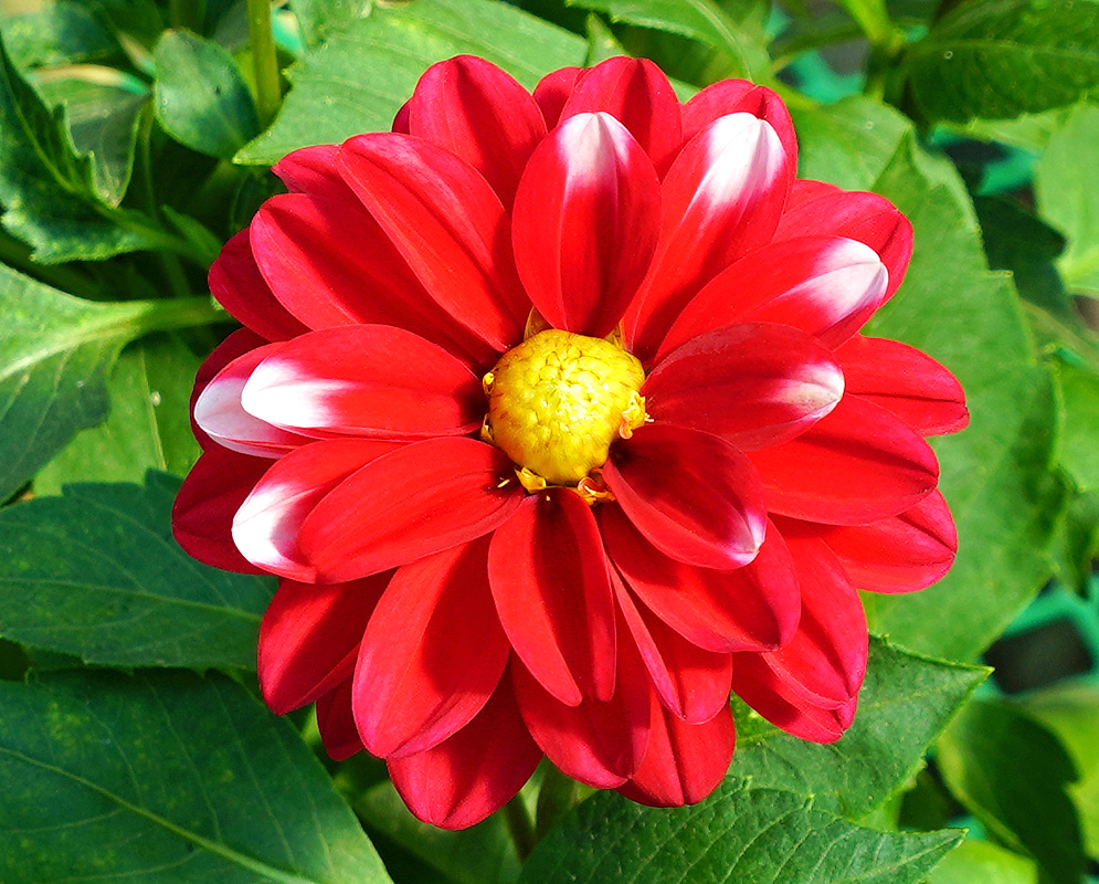 Red Dahlia pinnata flower with touches of white and a yellow center under sunlight