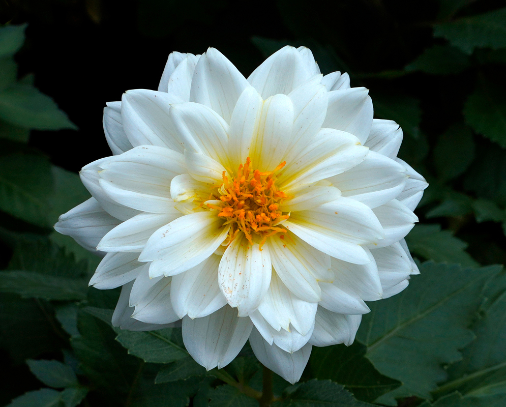 A beautiful white Dahlia pinnata flower