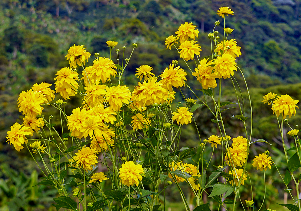 Yellow Dahlia pinnata flowers 