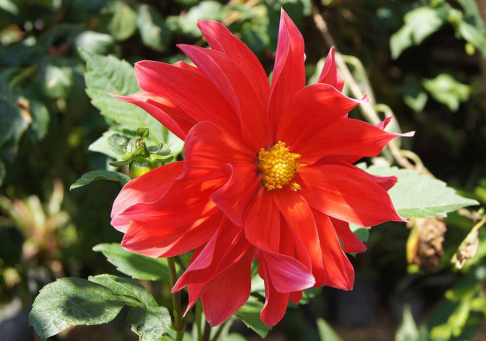 Red-orange Dahlia pinnata flower with a yellow disk in sunlight