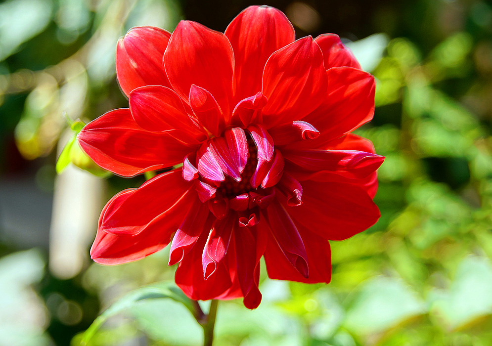 Bright red Dahlia pinnata flower in sunlight