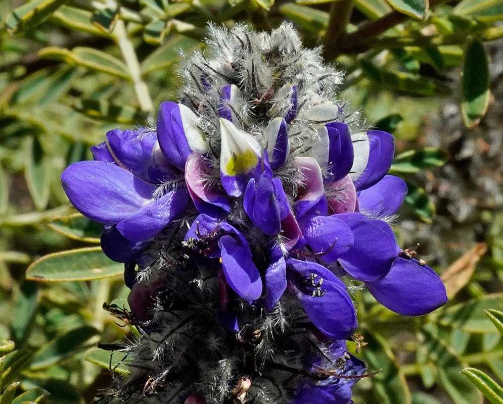 A dense shrub of Dalea coerulea covered in vibrant blue-purple flowers with elongated fuzzy inflorescences, growing in a dry, open landscape