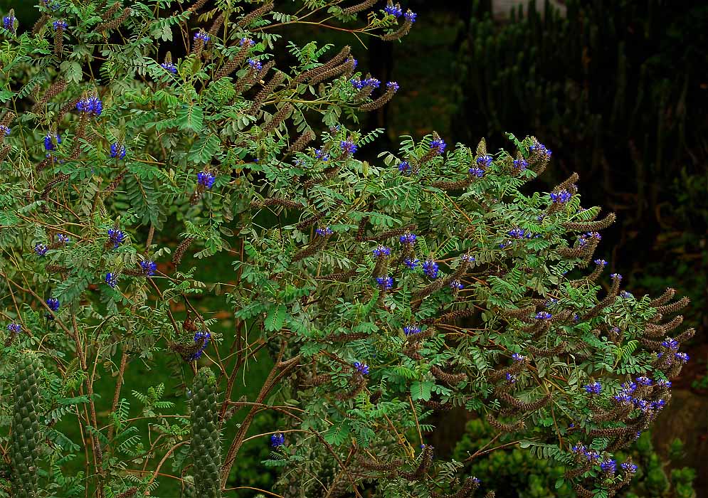 Dalea coerulea shrub with blue and white flowers