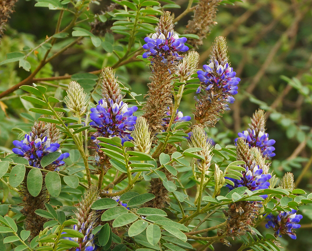 Dalea coerulea inflorescences with blue and white flowers