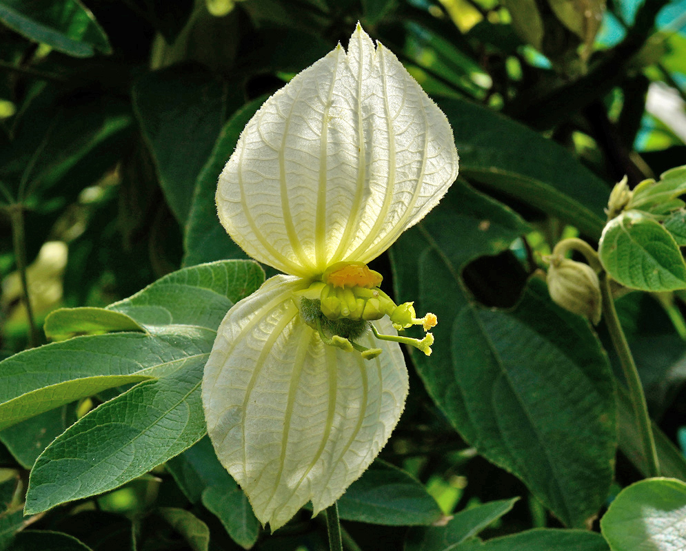 Bloom of Dalechampia tiliifolia with large white petaloid bracts surrounding a small yellow cluster of true flowers against green foliage