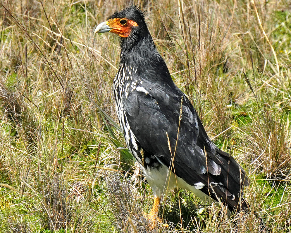 Daptrius carunculatus An adult Carunculated Caracara standing on grassy paramo with black and white plumage, orange facial skin, and strong yellow legs