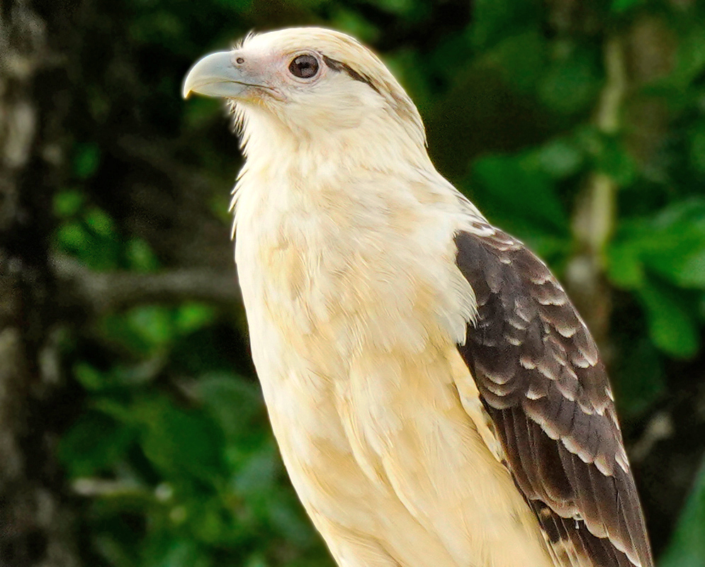 Daptrius chimachima white breast and brown wings