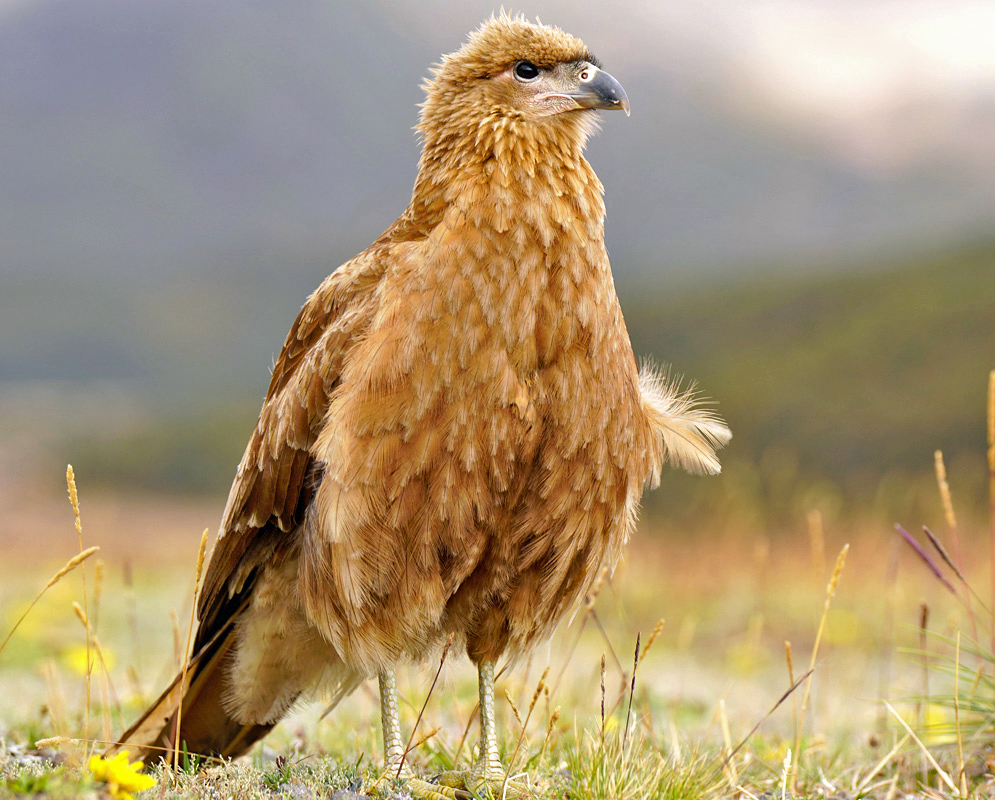 Daptrius megalopterus A Mountain Caracara standing upright in open grasslands, displaying its cinnamon-brown feathers, dark hooked beak, and alert posture