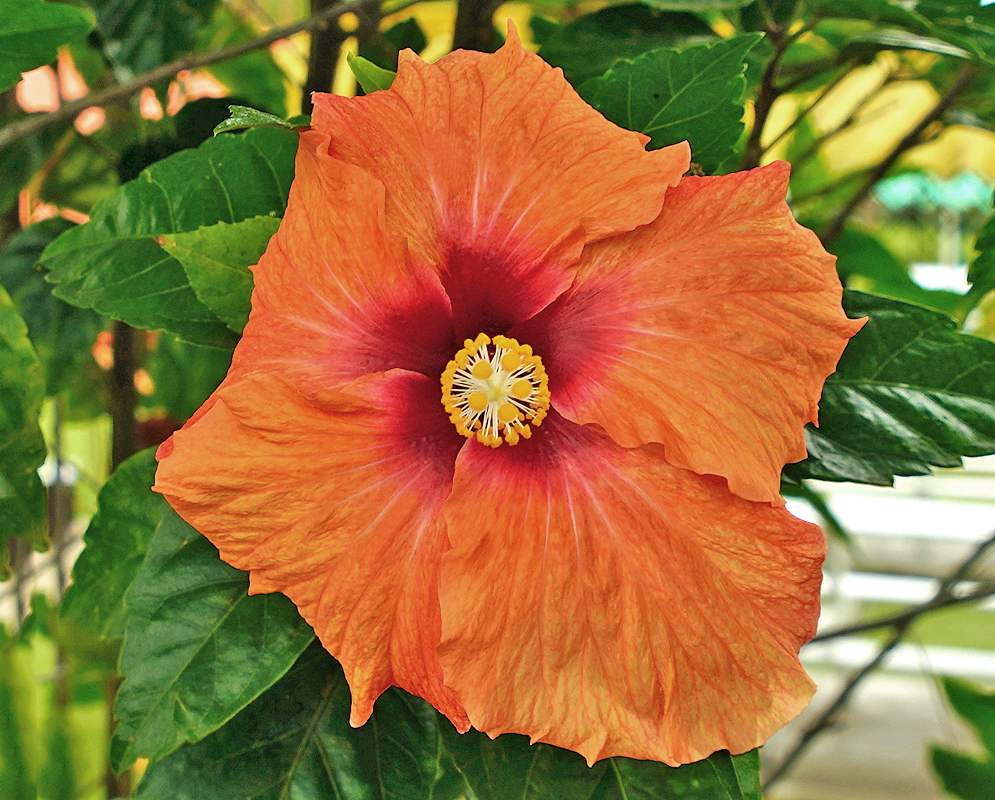 A dark orange Hibiscus rosa sinensis flower with a red center and yellow anthers