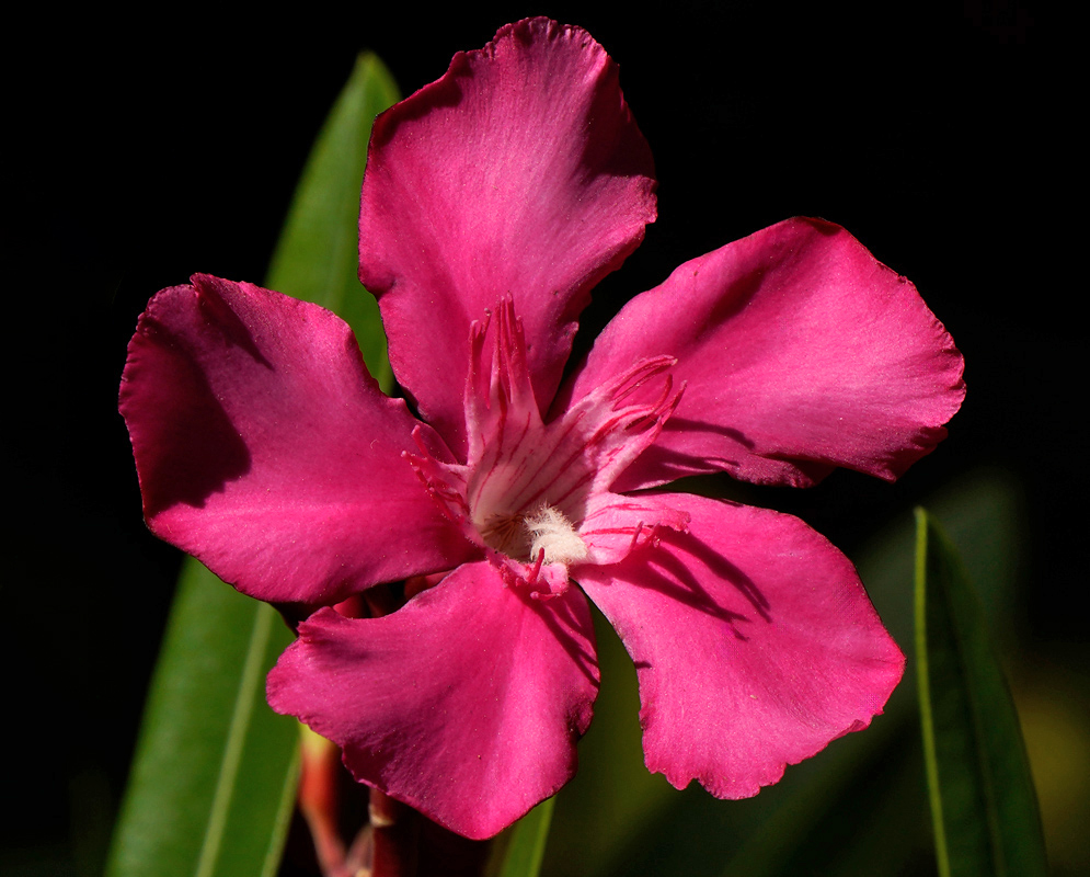 Nerium oleander Dark Pink A single dark pink Nerium oleander flower with slightly ruffled petals and a pale central throat, shown in sharp contrast to a dark background