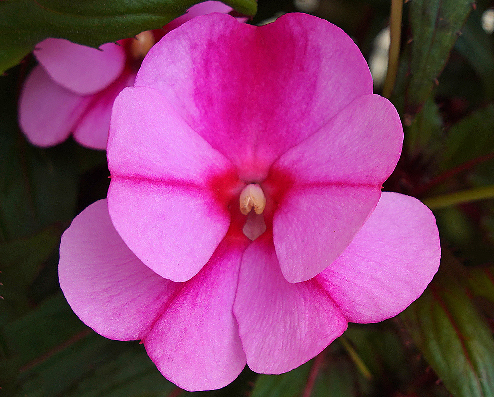 Violet and pink Impatiens hawkeri flower