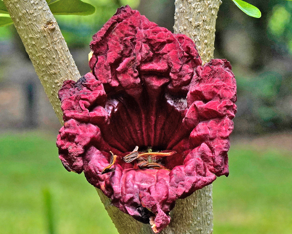Kigelia africana Dark Burgundy Flower A large, deep burgundy flower of Kigelia africana growing directly from the tree trunk, showing its wrinkled, bell-shaped corolla with dried stamens