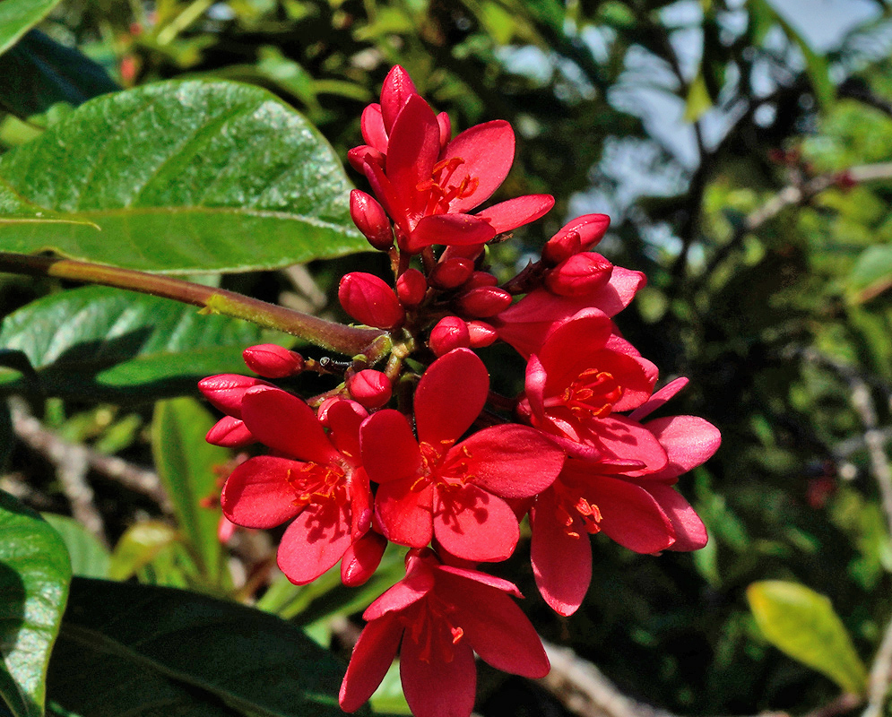 Compact group of dark red Jatropha integerrima flowers with tightly clustered blooms and deep green leaf backdrop