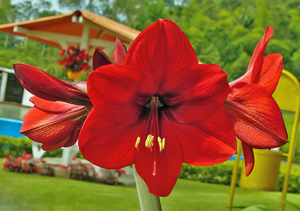 Red Hippeastrum vittatum flower with yellow anthers