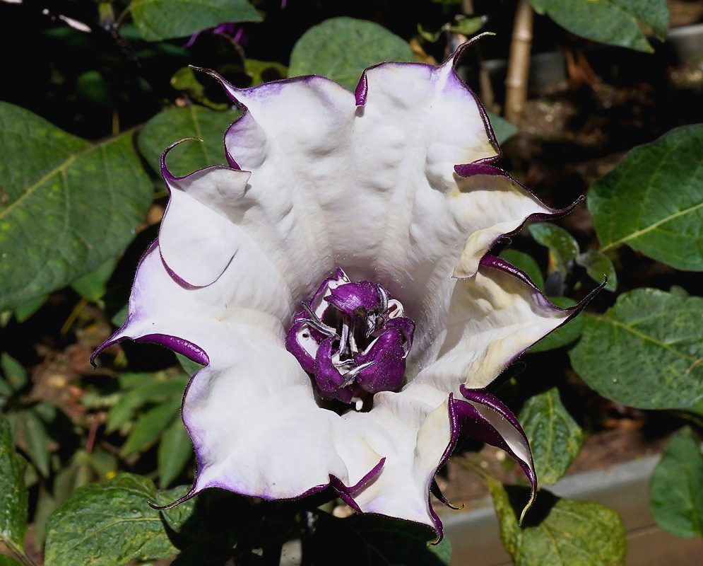 Datura metel white purple