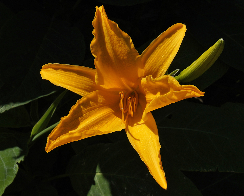 Orange-yellow Hemerocallis fulva flower
