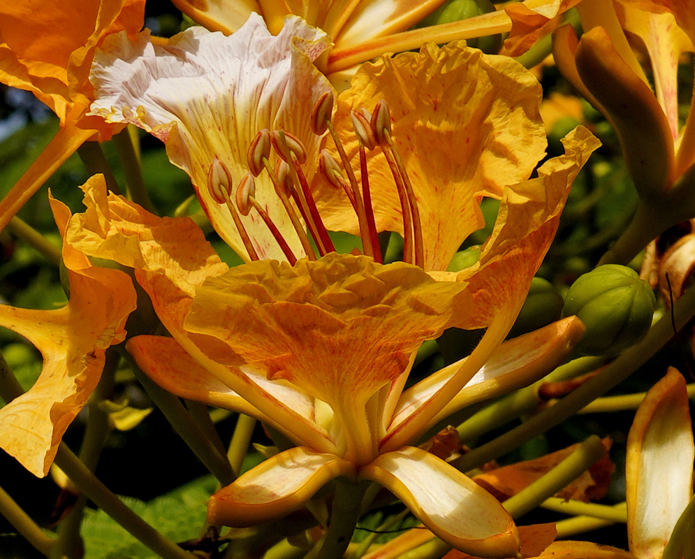 Orange Delonix regia flower with small orange markings