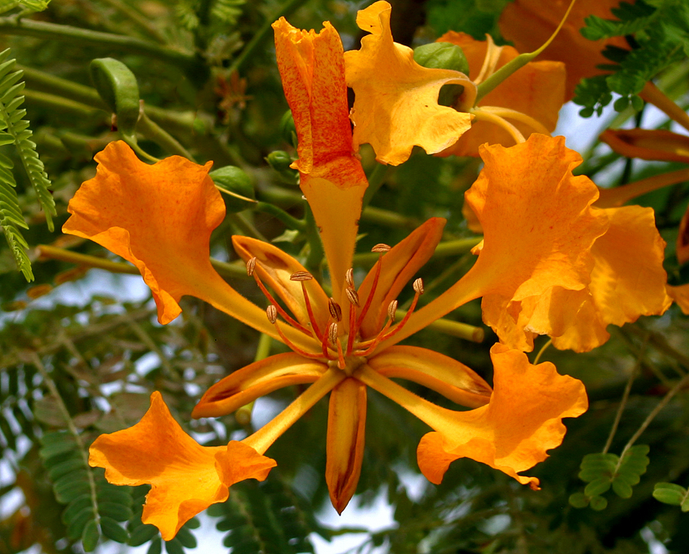 A light orange Delonix regia flower in sunlight