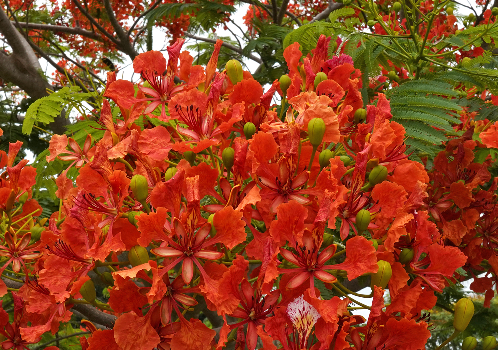 Delonix regia branches full of red flowers under a blue sky