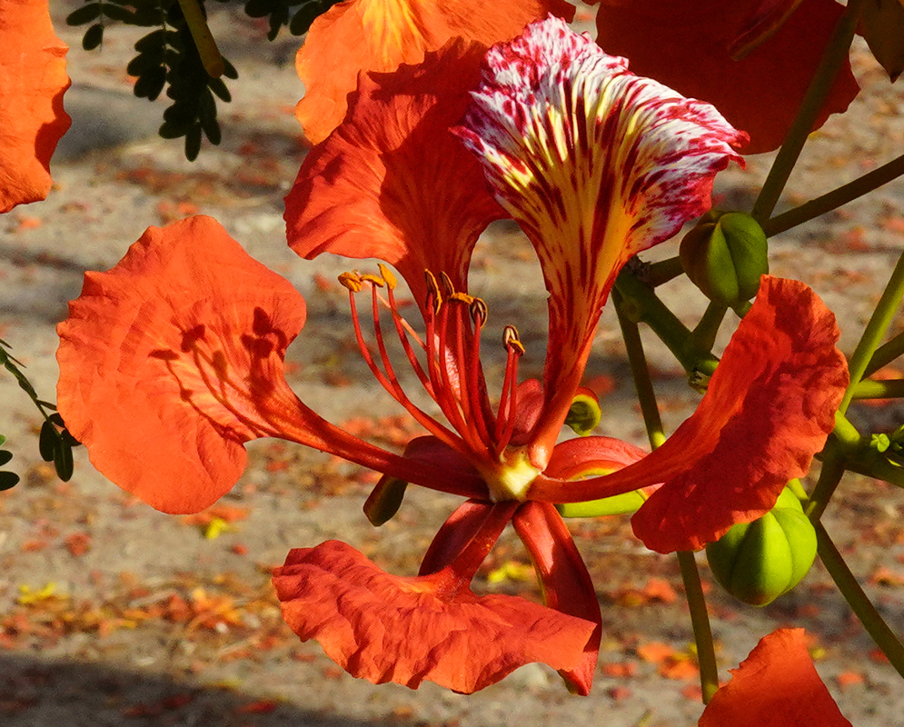 Dark orange Delonix regia flower in sunlight