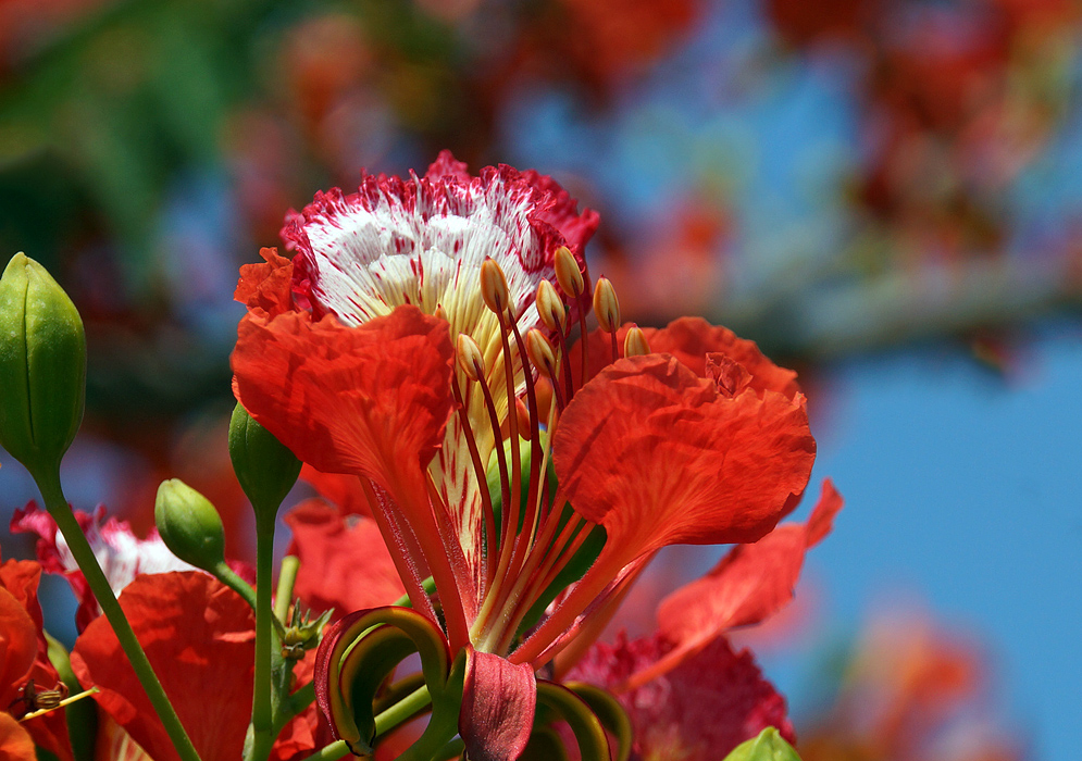 A red Delonix regia flower with a yellow and white banner petal and stamens, both with streaks of red in sunlight