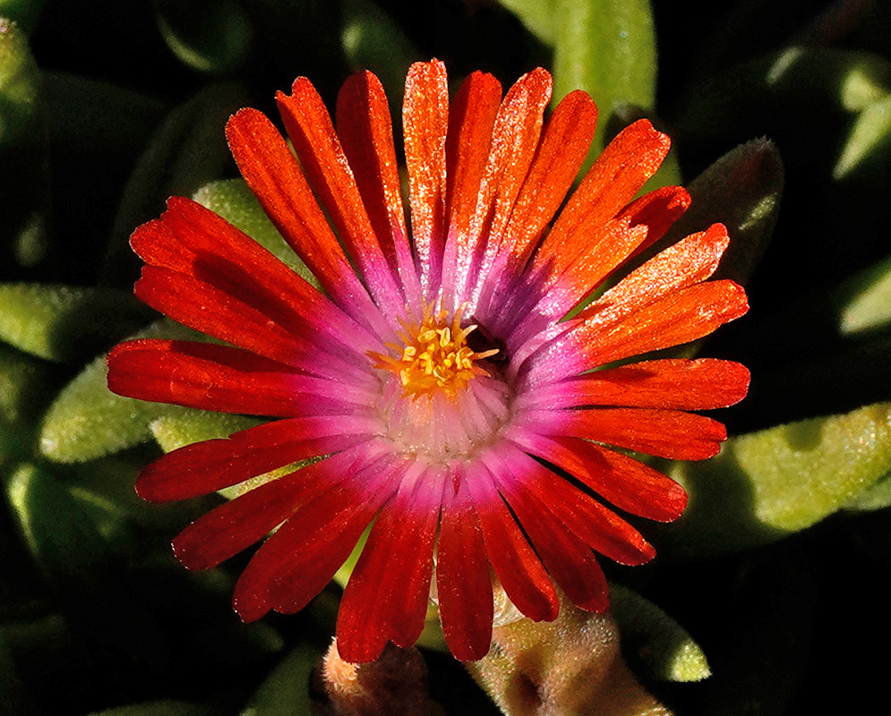 Delosperma Hybrid 'Jewel of Desert Garnet' Flower Close-up of a Delosperma hybrid 'Jewel of Desert Garnet' flower with bright red petals fading to pink near the center and a yellow core