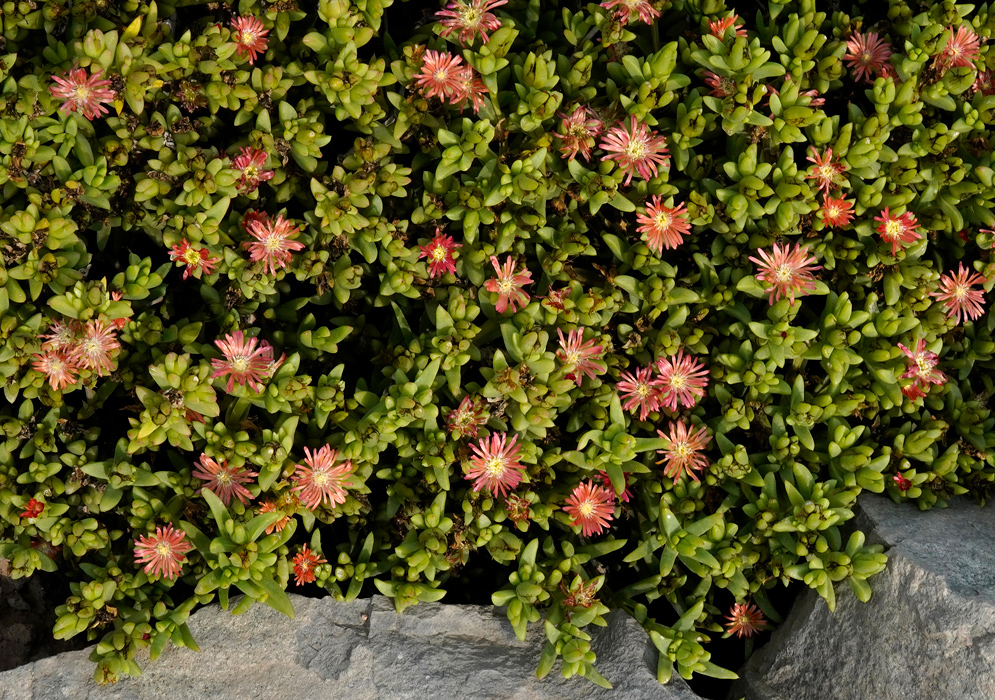 Dense mat of Delosperma rogersii with green succulent foliage and scattered daisy-like orange-pink flowers