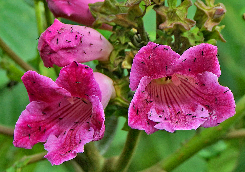 Pink flowers of a delostoma integrifolium covered with ants