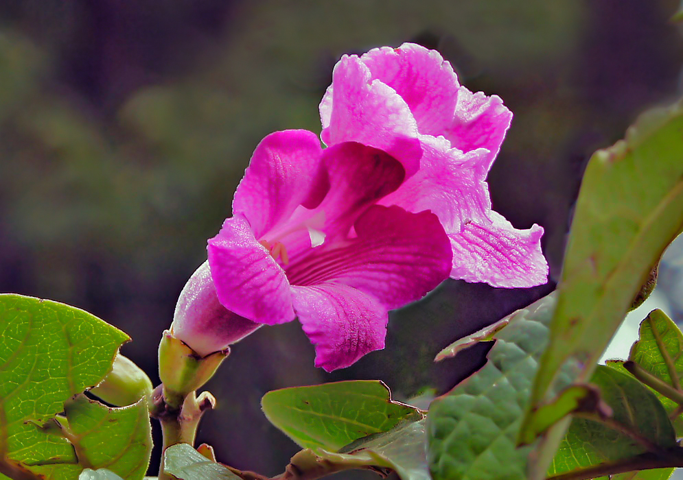 A pink Delostoma integrifolium flower