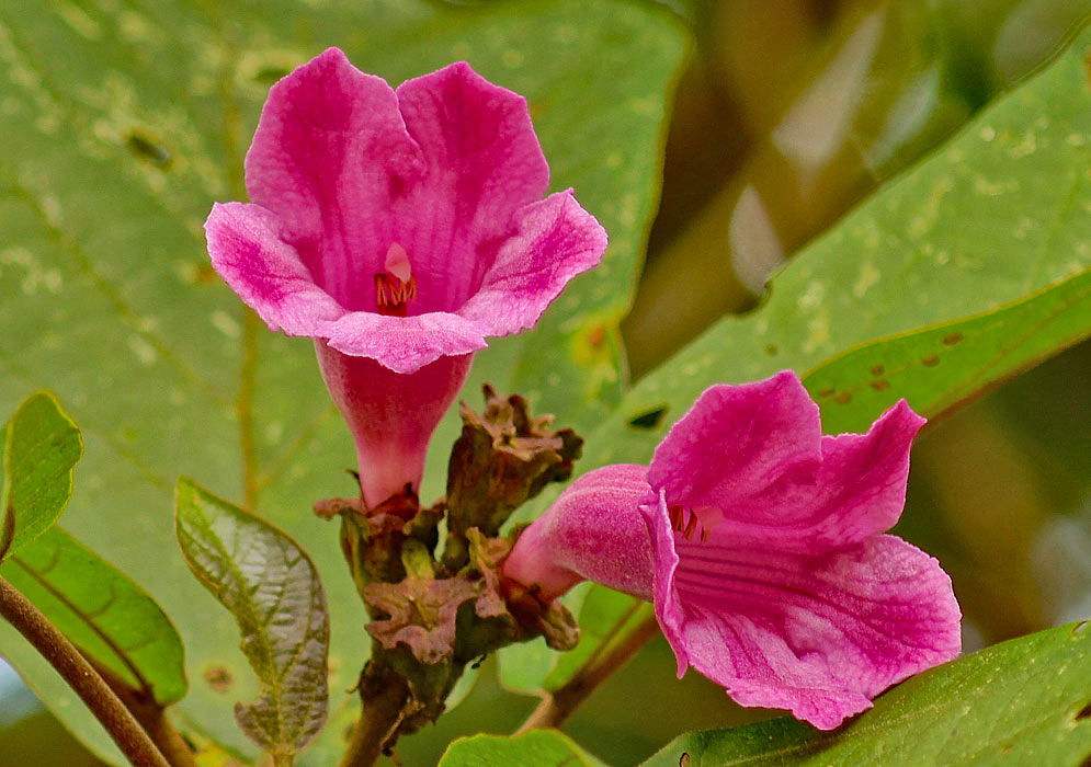 Two pink flowers of a delostoma integrifolium