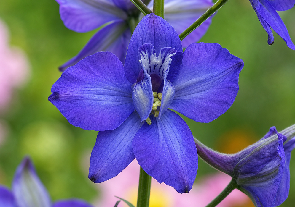 Blue Delphinium ajacis Flower Detailed blue Delphinium ajacis flower with pale reproductive structures at its center