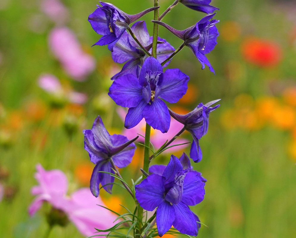 Delphinium ajacis inflorescence with dark blue flowers