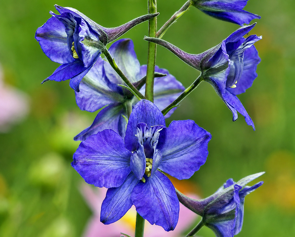 Delphinium ajacis Blue Flower Close-up of a blue Delphinium ajacis flower with layered petals and a pale central eye