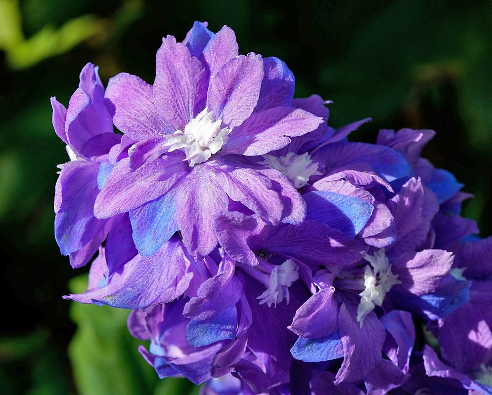 Cluster of vibrant purple Delphinium hybridum flowers with layered petals and white centers