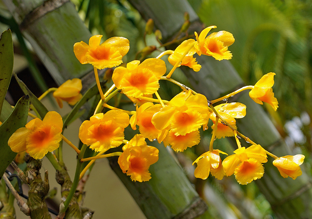 Yellow Dendrobium chrysotoxum flowers with orange centers