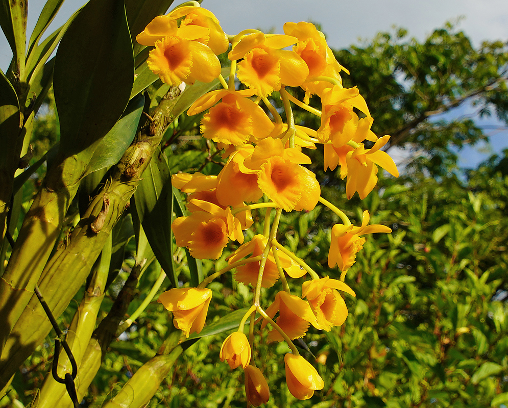 Dendrobium chrysotoxum yellow flowers with orange centers
