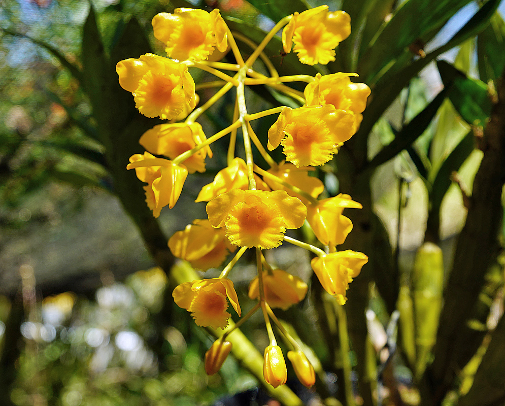 Dendrobium chrysotoxum inflorescence with yellow and orange flowers in sunlight